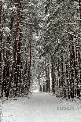 Photo Arbre forêt bifurquer neige