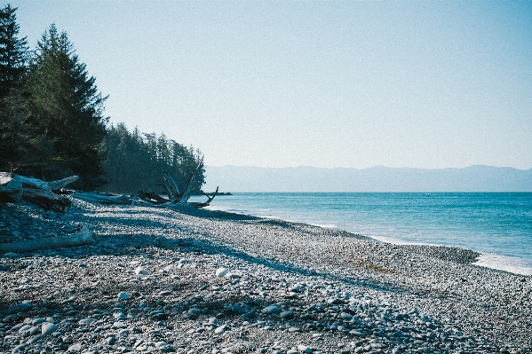 Beach landscape driftwood sea Photo