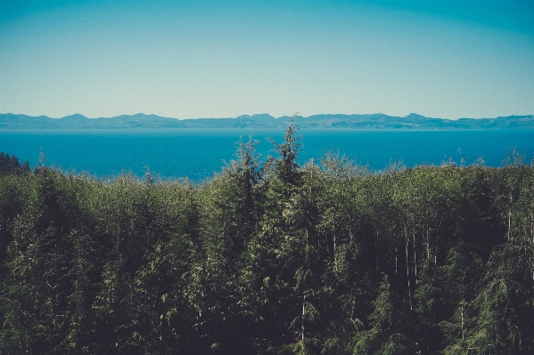 風景 木 樹木境界線
 水 写真