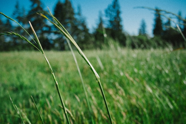 Foto Alam rumput tanaman bidang