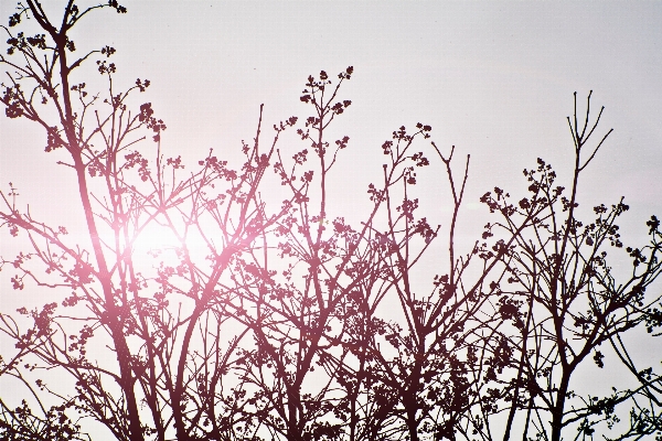 Tree nature grass branch Photo