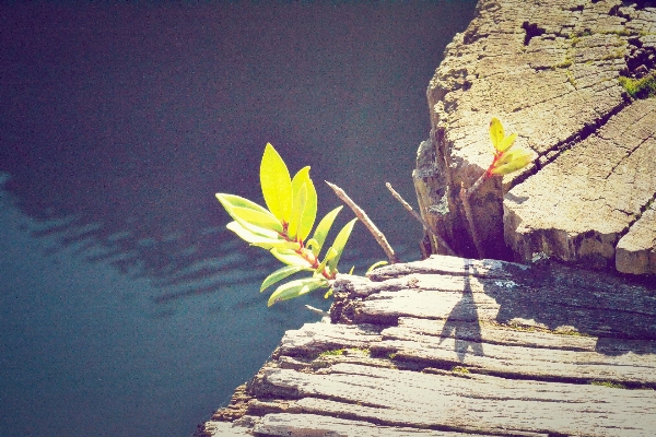 Meer baum natur rock Foto