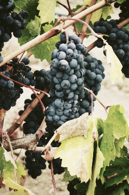 Plant grape vine vineyard Photo