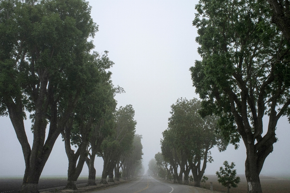 Albero foresta pianta nebbia