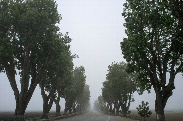 Foto Albero foresta pianta nebbia