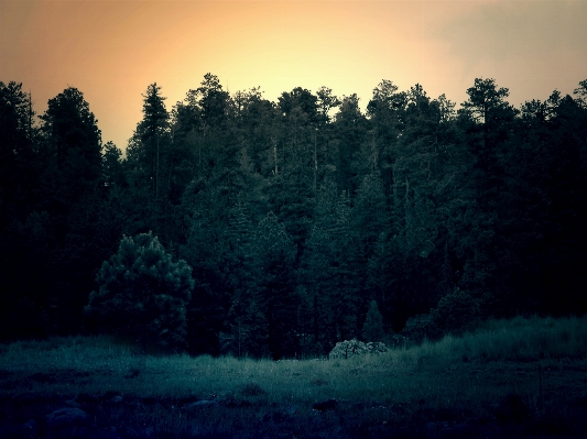 Baum natur wald licht Foto