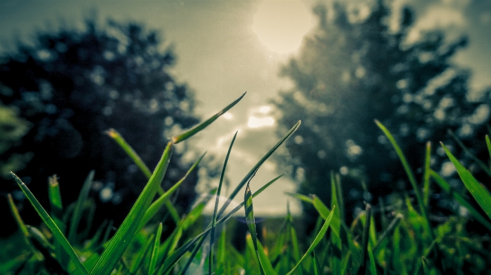 Tree nature grass branch Photo