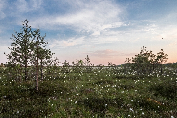 Landscape tree nature forest Photo