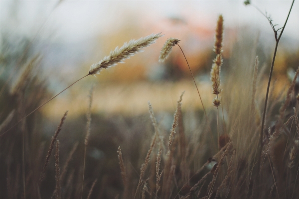 Nature grass branch plant Photo