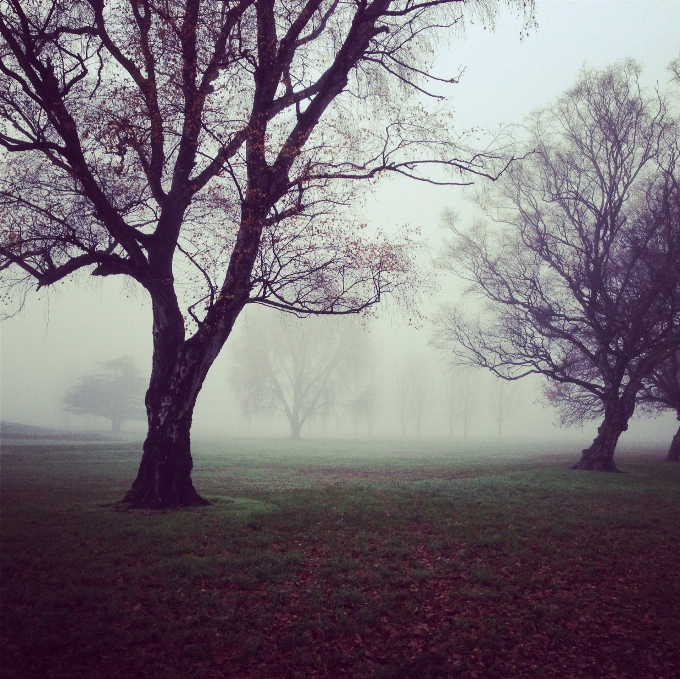 Baum natur zweig winter