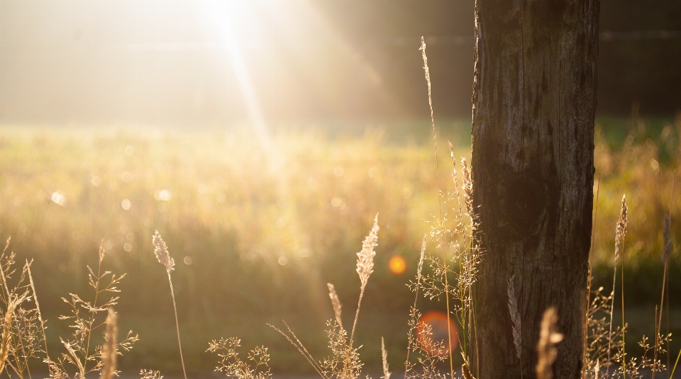 Tree nature forest grass