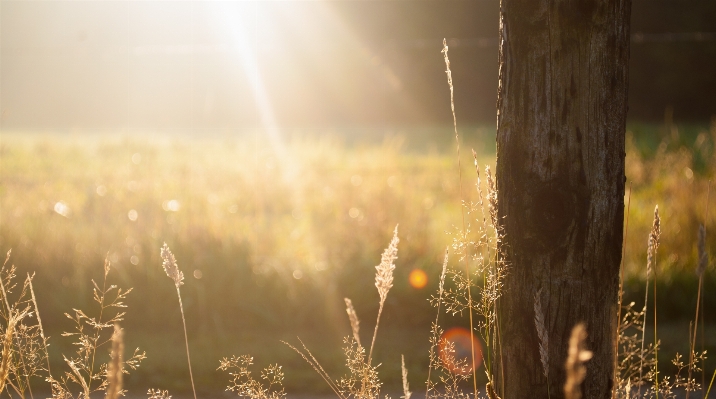 Tree nature forest grass Photo