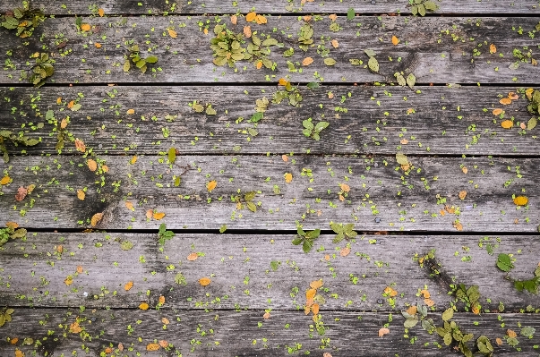 Plant deck texture plank Photo