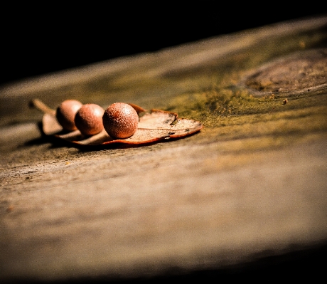 Hand nature wood photography Photo