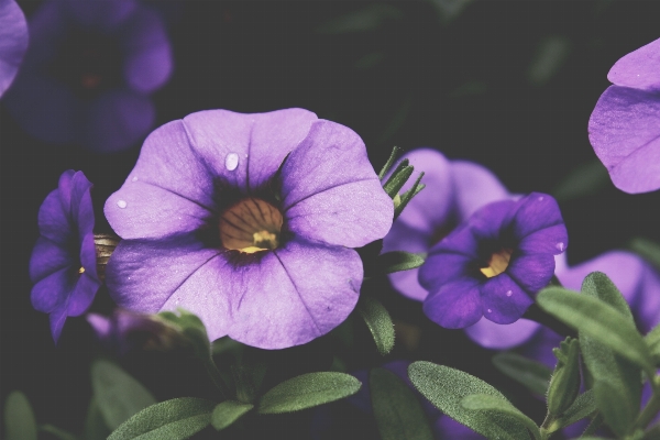 Blossom plant flower purple Photo