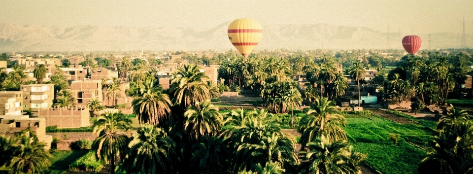 Campo fiore palloncino mongolfiera