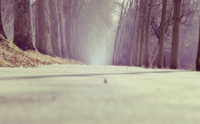 Tree nature forest path Photo