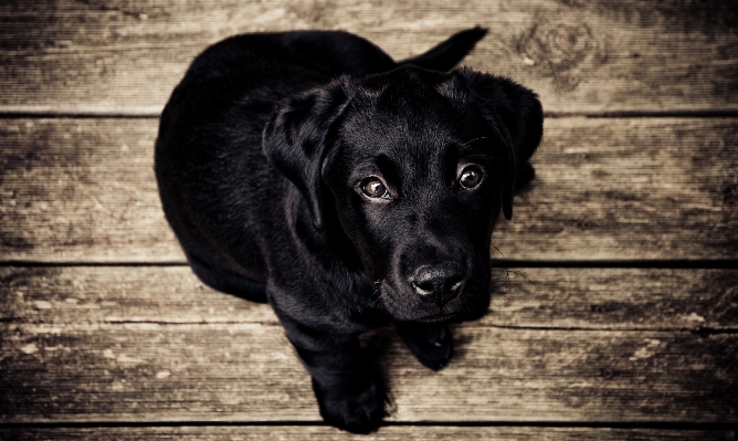 Foto Bianco e nero
 cucciolo cane animale