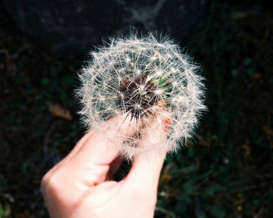 手 自然 植物 タンポポ