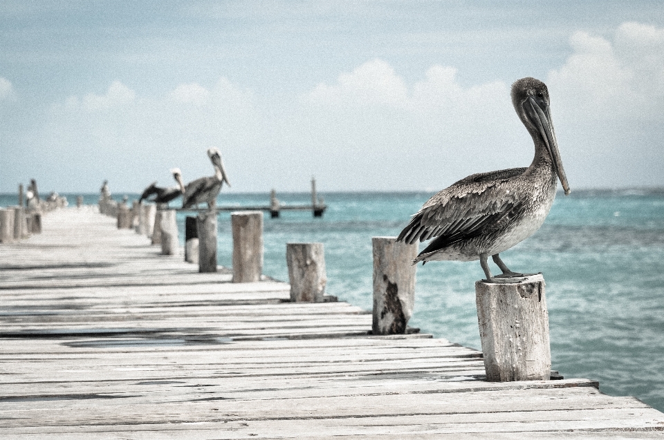 Beach sea coast bird