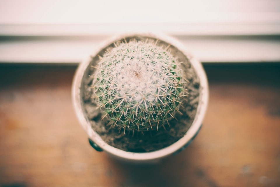 Mano cactus
 pianta bianco