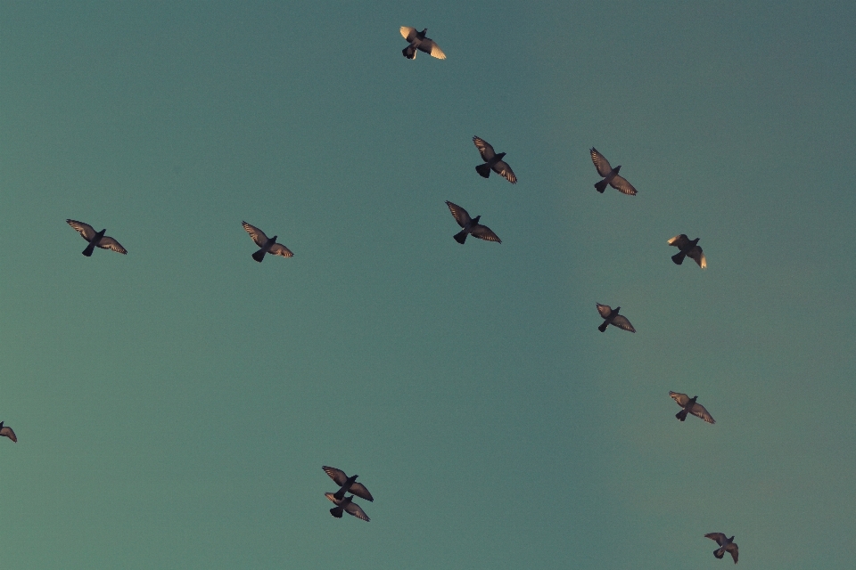 Bird wing animal flock