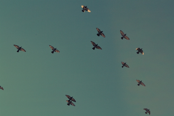 Bird wing animal flock Photo