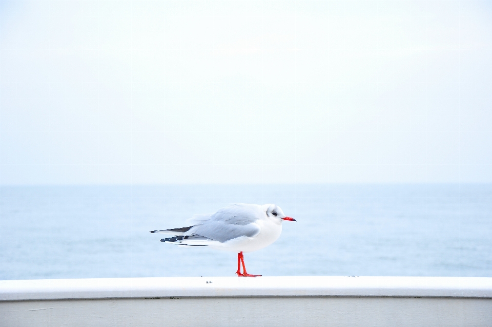 Mare natura oceano uccello