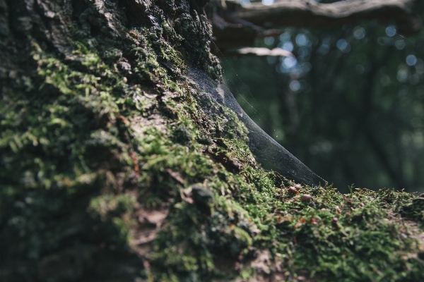 Tree nature forest rock Photo