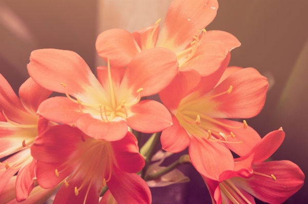 Blossom plant photography flower Photo