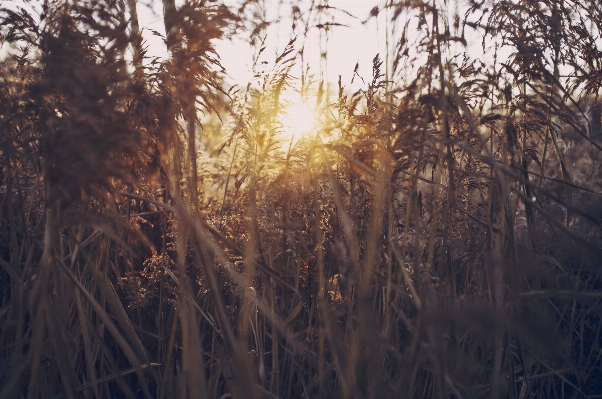 Tree nature forest grass Photo