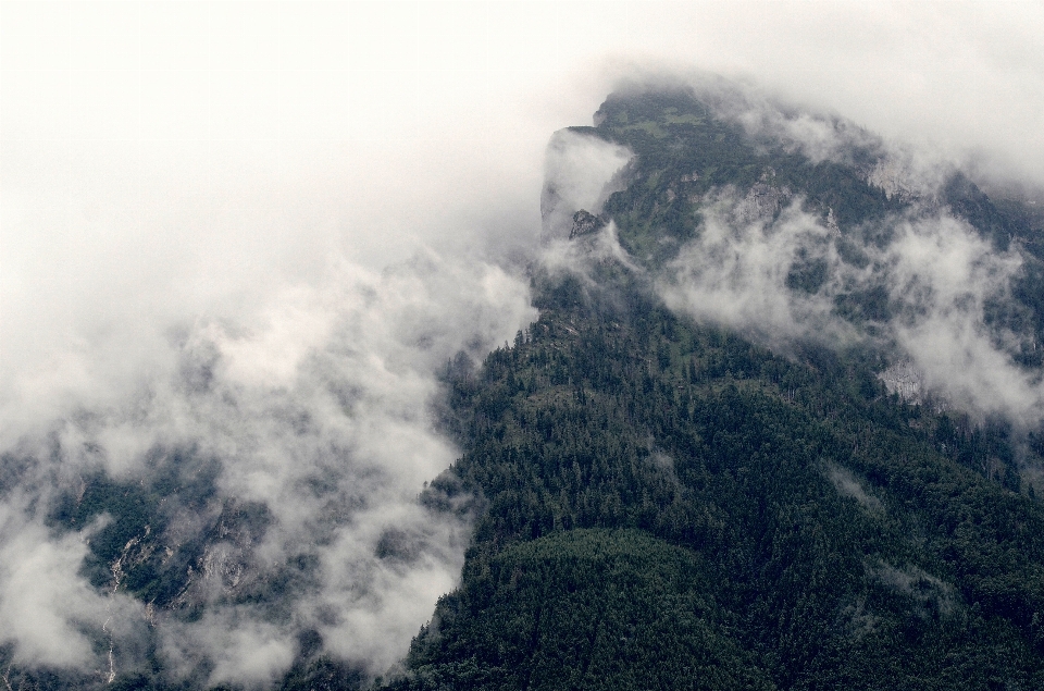 树 自然 森林 山