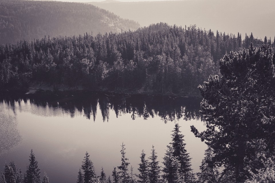 Landschaft baum natur wald