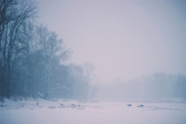 Tree nature snow winter Photo