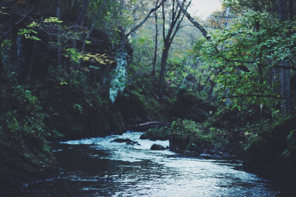 Forest creek wilderness river