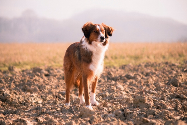 Foto Anak anjing satwa collie
