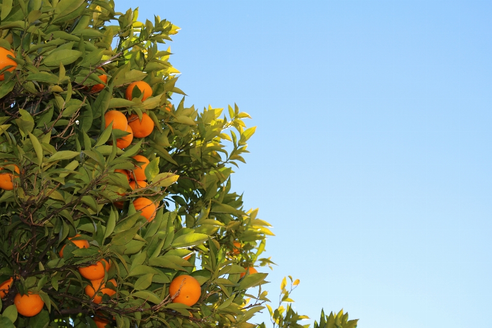 Tree branch plant fruit