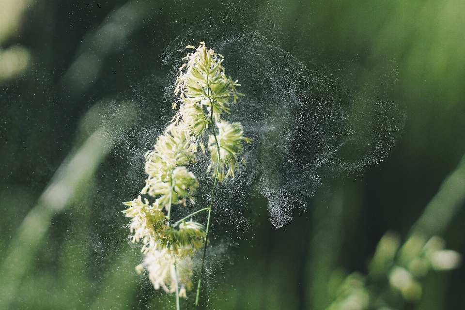 Nature herbe fleurir usine