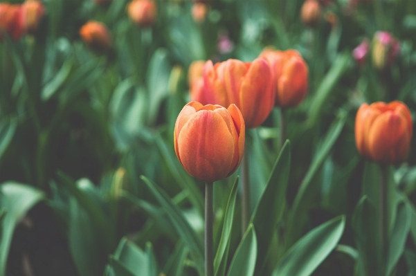 Plant stem flower petal Photo