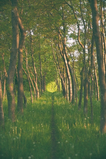 Drzewo natura las ścieżka