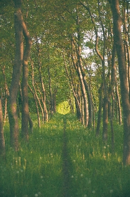 Tree nature forest path Photo