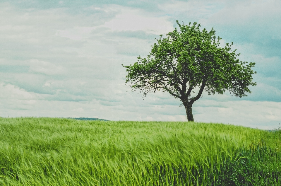 Paysage arbre herbe horizon