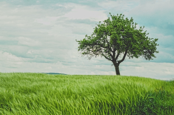 Landscape tree grass horizon Photo