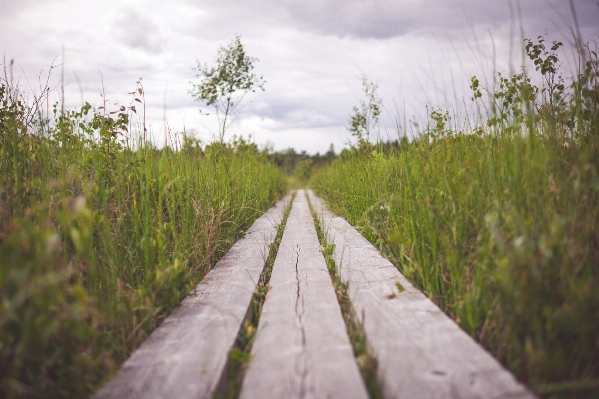 Landscape nature path grass Photo