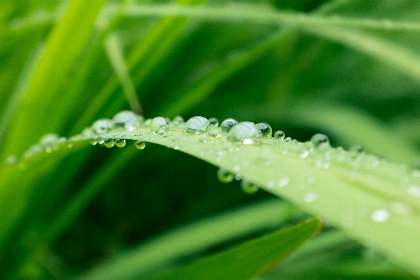 Water nature grass droplet Photo