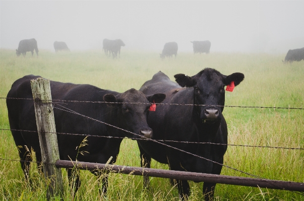 Grass fence fog field Photo