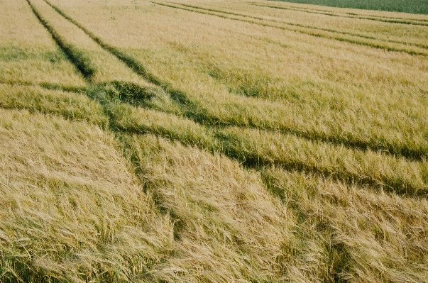 Grass plant track hay Photo