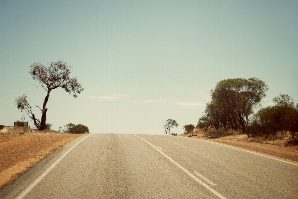 Tree horizon road morning Photo