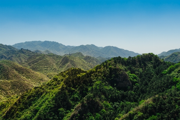 風景 木 自然 森 写真