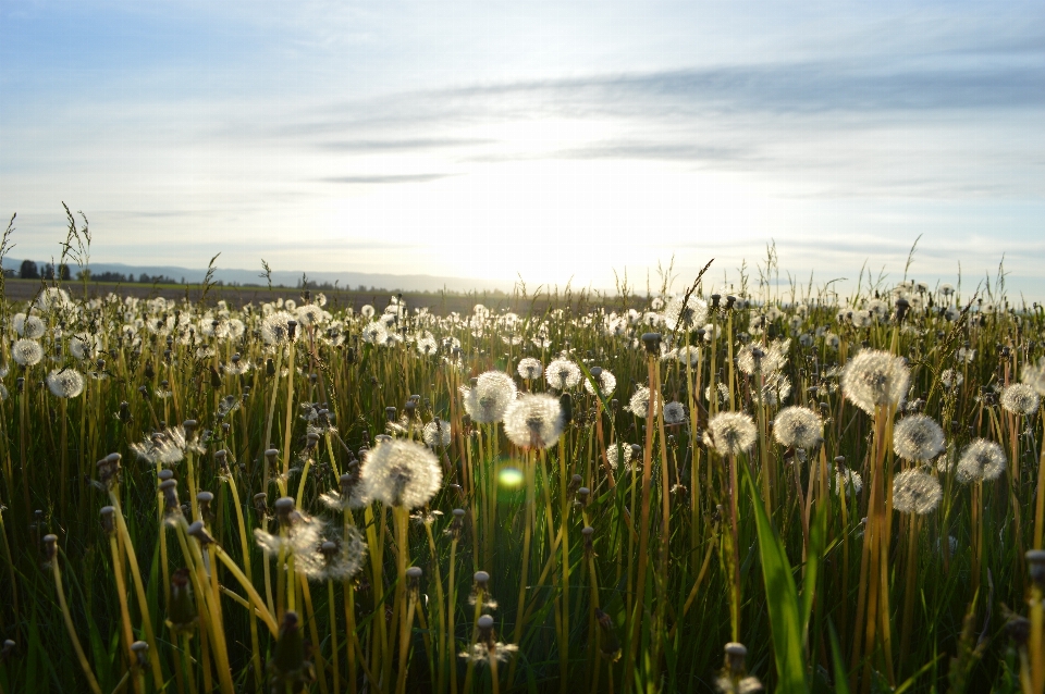 Grass plant field meadow